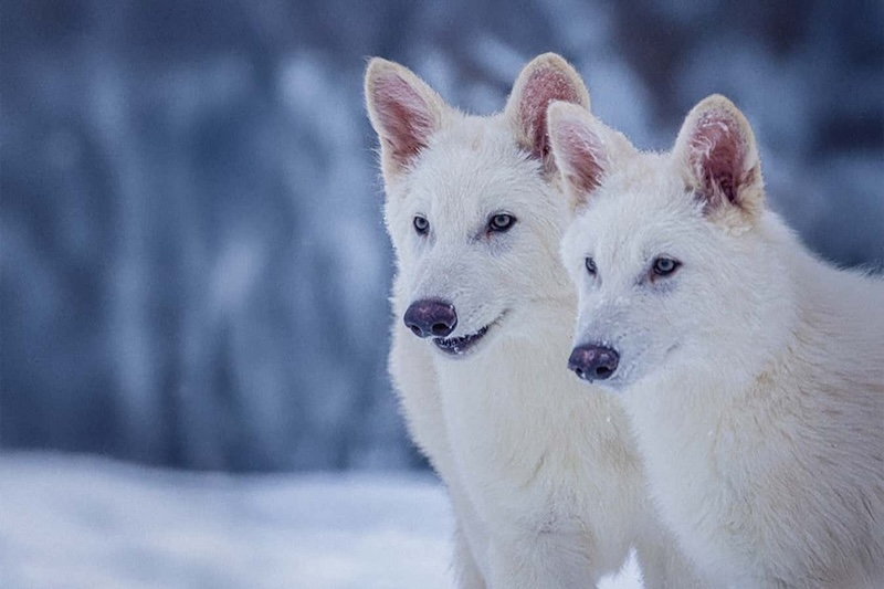 10.000 yıl sonra Ulu Kurtlar geri döndü!